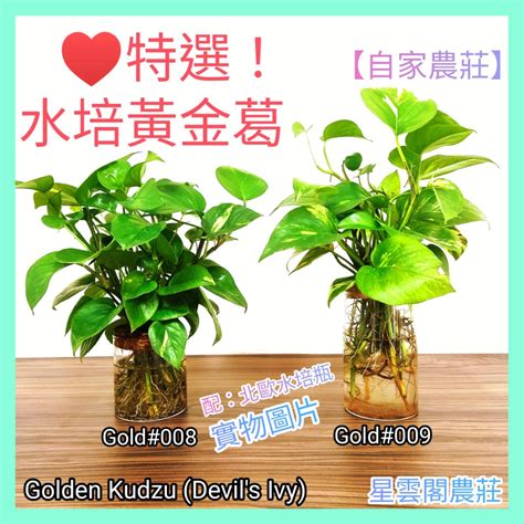 水 種 植物 風水|提升運勢的水種植物攻略